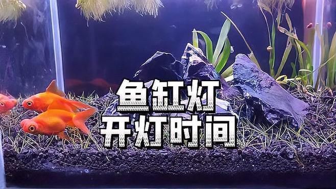 龍魚開燈時間多久合適？（龍魚開燈后多久會活躍,如何制定龍魚光照時間表?）