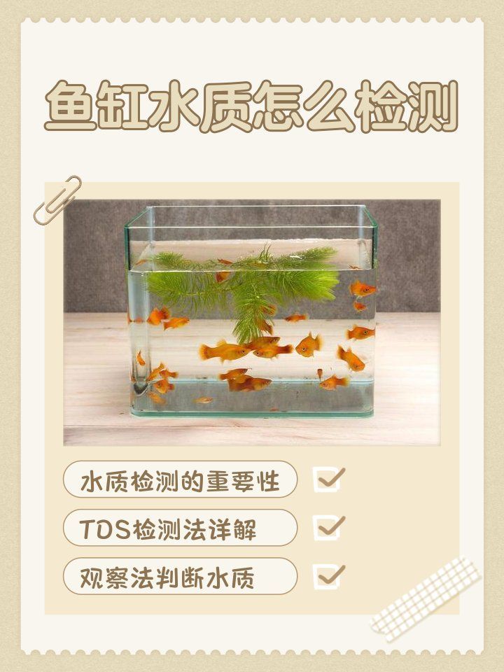 如何檢測小龍魚缸的水質(zhì)？
