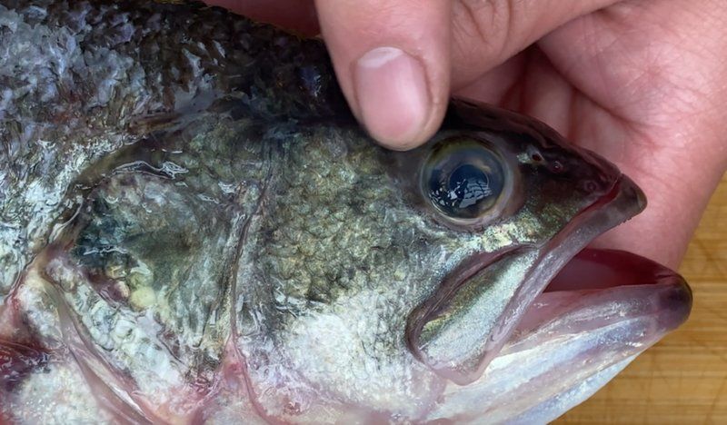 商家賣的火龍魚如何處理才安全？（火龍魚安全處理流程）