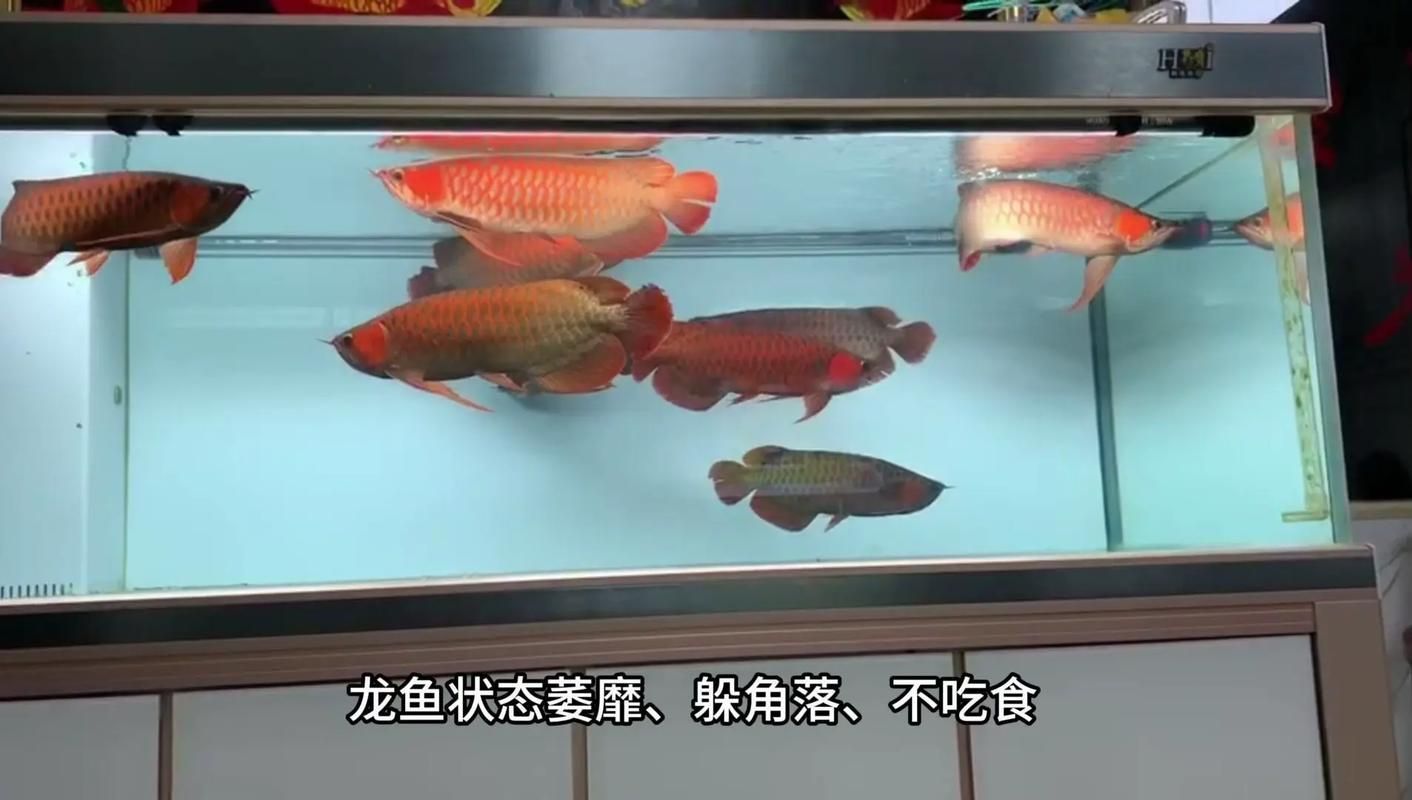 如何判斷龍魚是否對蝦仁過敏？（如何判斷龍魚是否對蝦仁“過敏”）