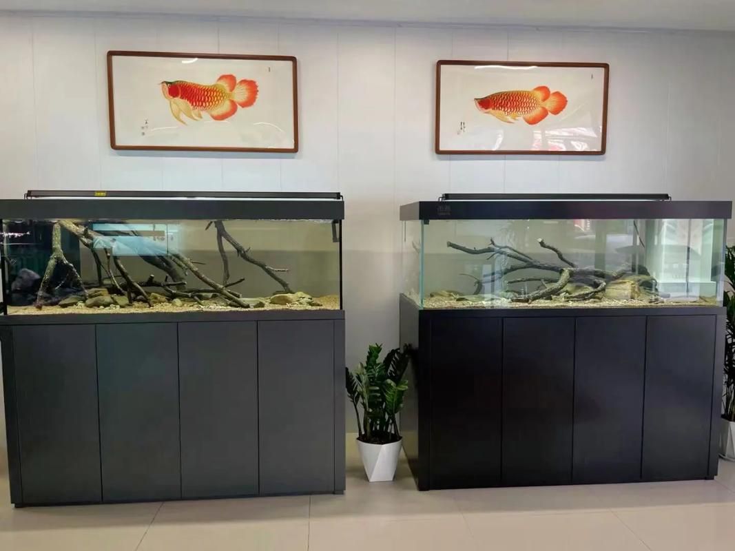 水鴨魚缸有哪些型號推薦（水鴉魚缸型號對比表）