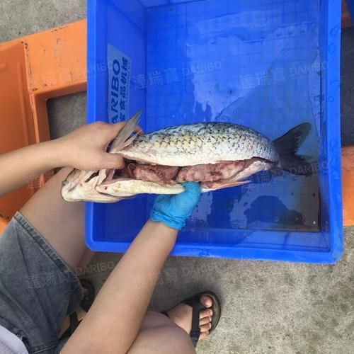 青龍魚有哪些品種？（白底+青藍斑點）