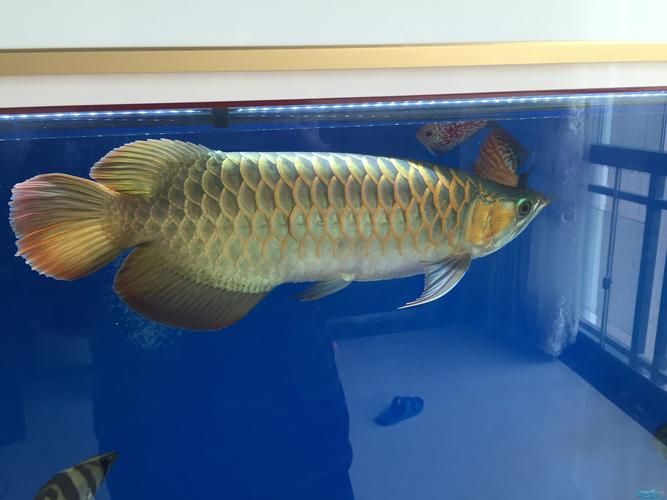 青龍魚有哪些品種？（白底+青藍斑點）