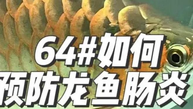 有沒有更多關于龍魚疾病防治的視頻？