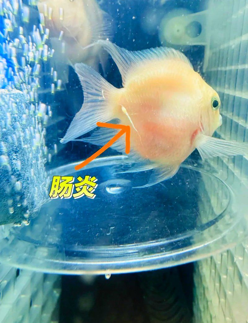 氟哌酸治療龍魚細菌感染的具體方法（氟哌酸治療龍魚細菌感染）