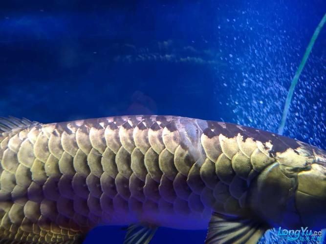 祥龍魚場病的治療方法是什么？（“祥龍魚場病”并非正式水產病理學術語并非正式學名）