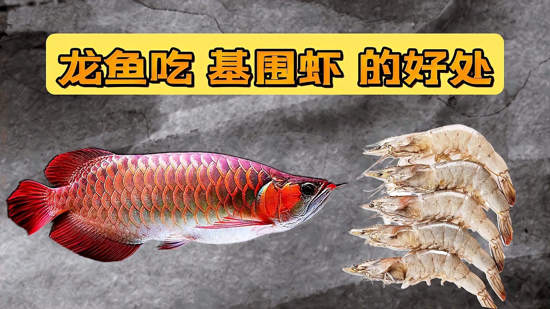 蝦仁對龍魚有哪些具體益處？（蝦仁對龍魚的具體益處）