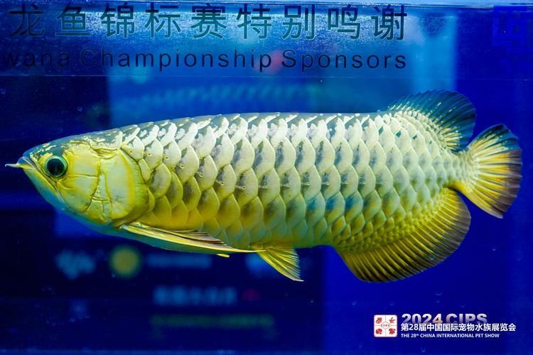 南雄龍魚的市場供應(yīng)情況如何？（南雄龍魚市場供應(yīng)數(shù)據(jù)需求詳解南雄龍魚市場供應(yīng)信息）