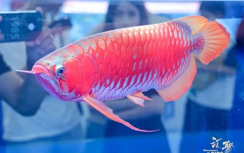 南雄龍魚的市場供應(yīng)情況如何？（南雄龍魚市場供應(yīng)數(shù)據(jù)需求詳解南雄龍魚市場供應(yīng)信息）