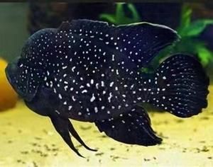 銀河星鉆魚是祥龍魚場的產品嗎？（銀河星鉆魚是祥龍魚場的產品嗎，）