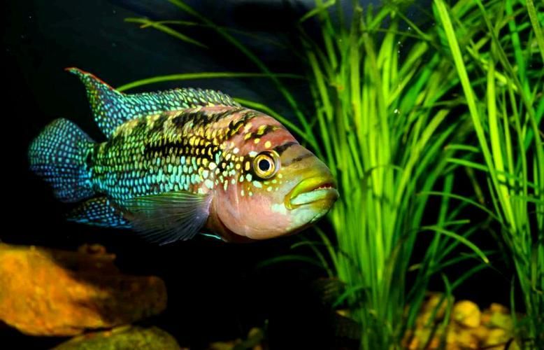 銀河星鉆魚是祥龍魚場的產品嗎？（銀河星鉆魚是祥龍魚場的產品嗎，）