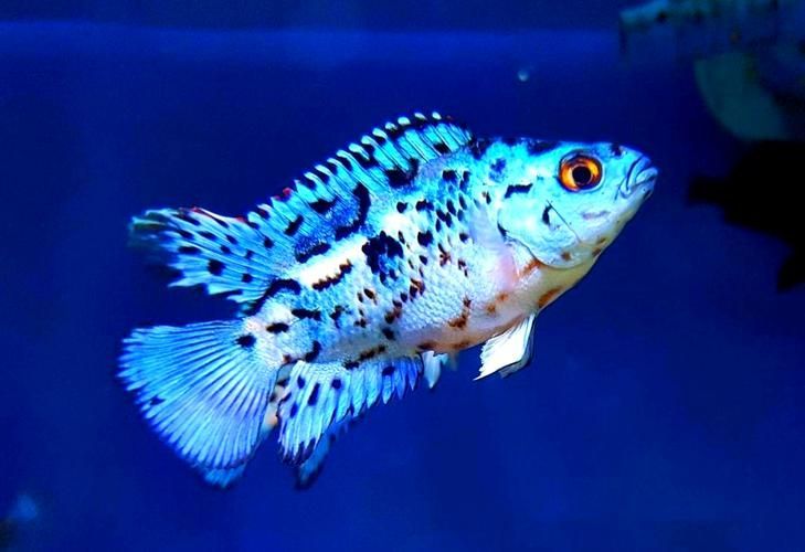 銀河星鉆魚是祥龍魚場的產品嗎？（銀河星鉆魚是祥龍魚場的產品嗎，）