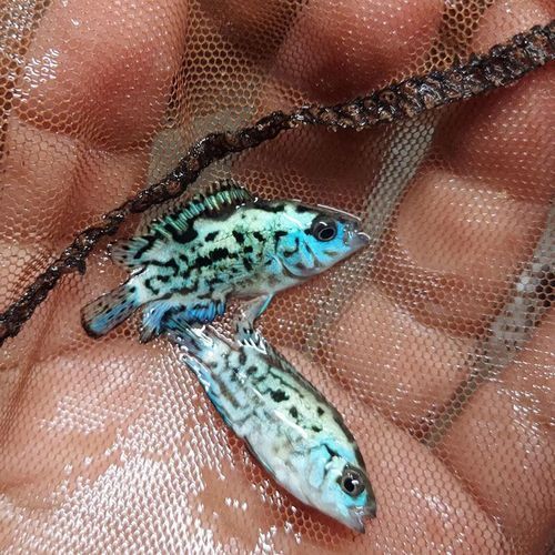 銀河星鉆魚是祥龍魚場的產品嗎？（銀河星鉆魚是祥龍魚場的產品嗎，）