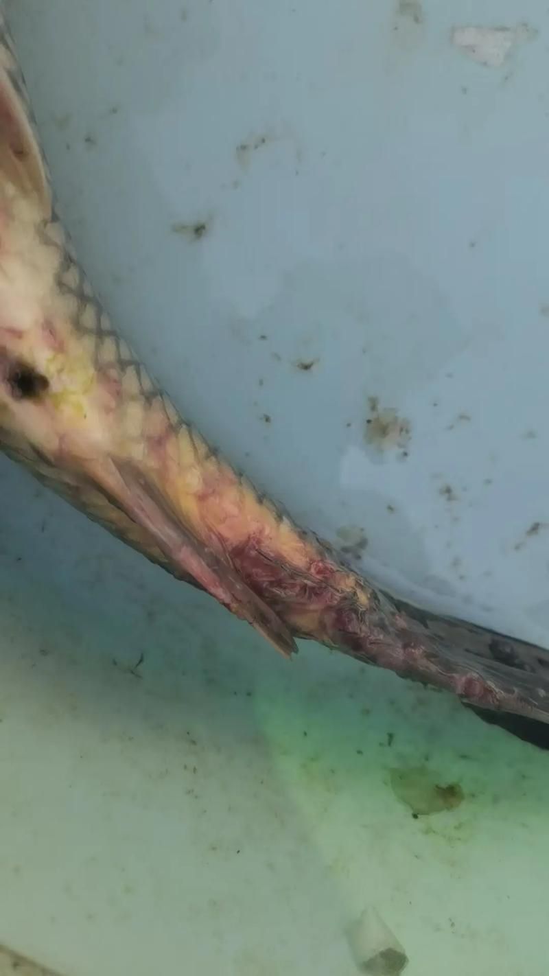 如何判斷龍魚是否患有這四種病？（關于龍魚常見疾病的搜索與診斷）