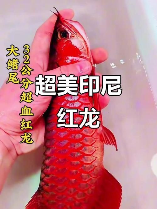 如何區分立達紅龍魚與其他紅龍魚？