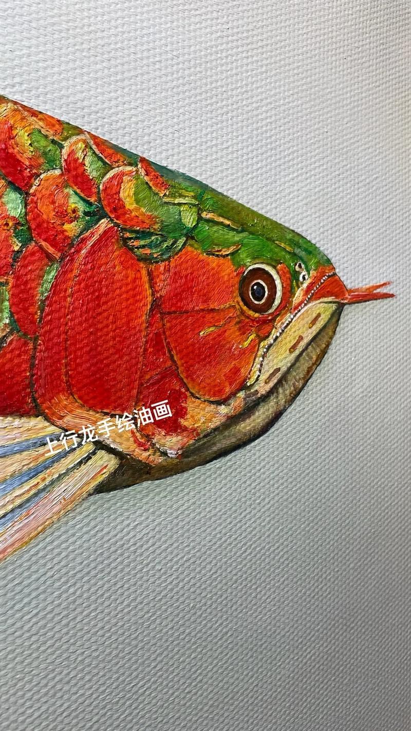 如何區分立達紅龍魚與其他紅龍魚？