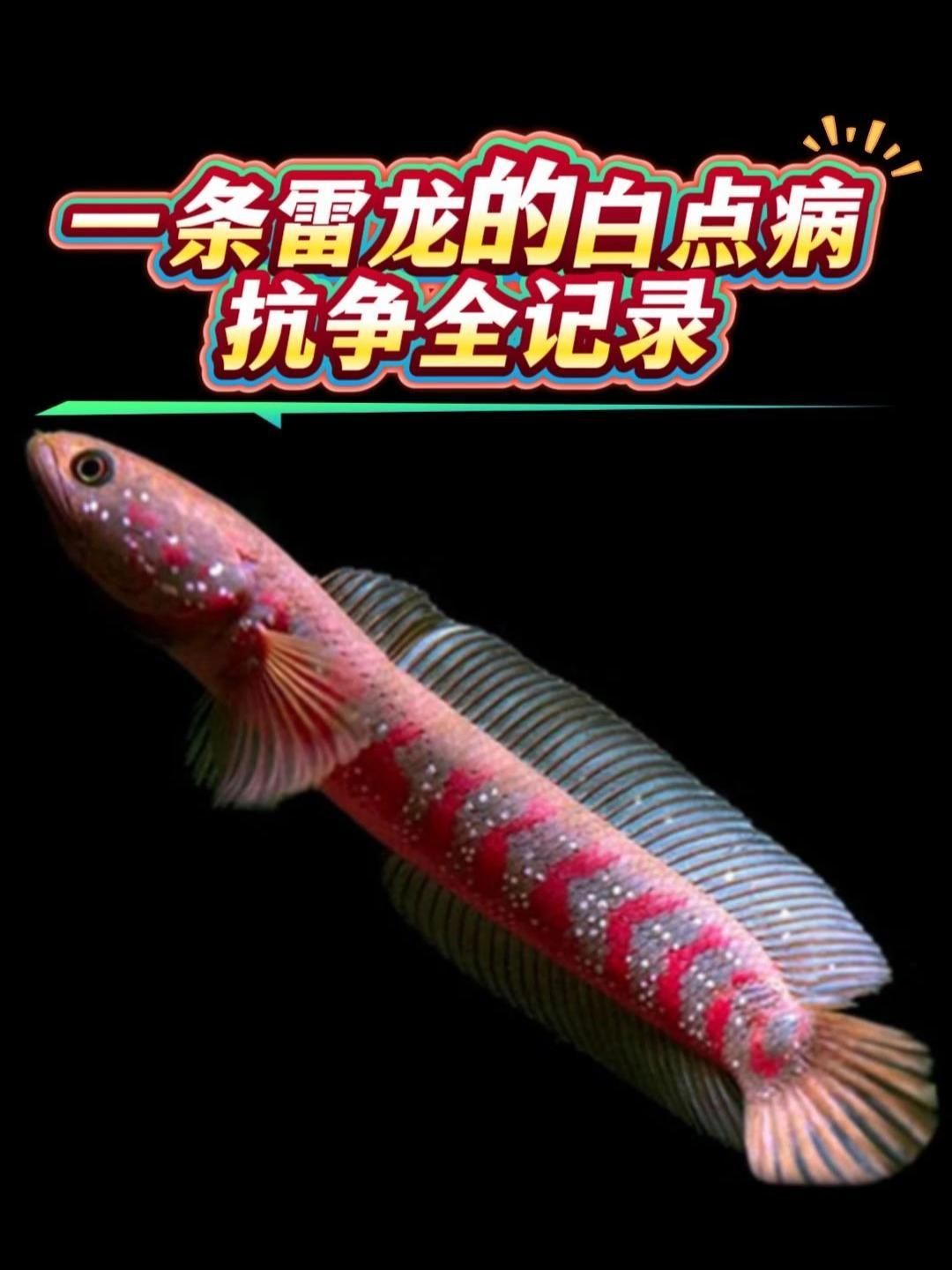 龍魚嘴上有白色的蟲子如何治療？（龍魚嘴上出現白色蟲子怎么辦？）
