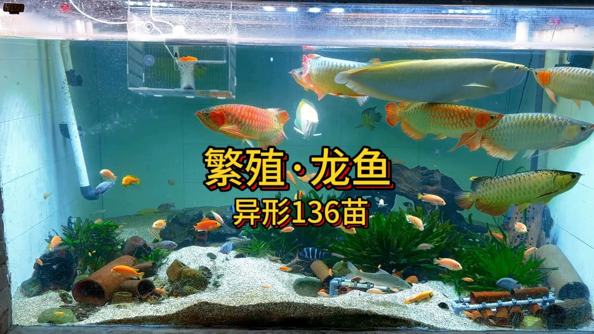 中國龍魚的繁殖方法有哪些？（中國龍魚的繁殖方式）