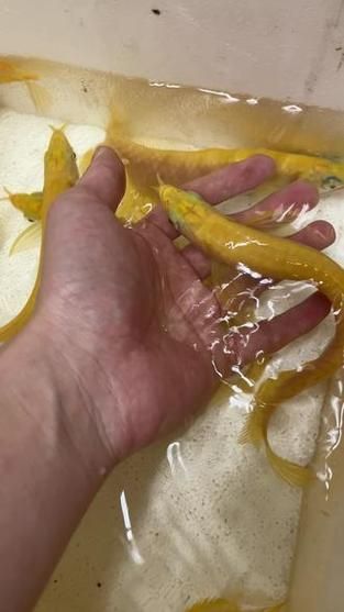 白子黃化銀龍魚的市場價格是多少？（白子黃化銀龍魚市場價格百度優選,百度優選,）