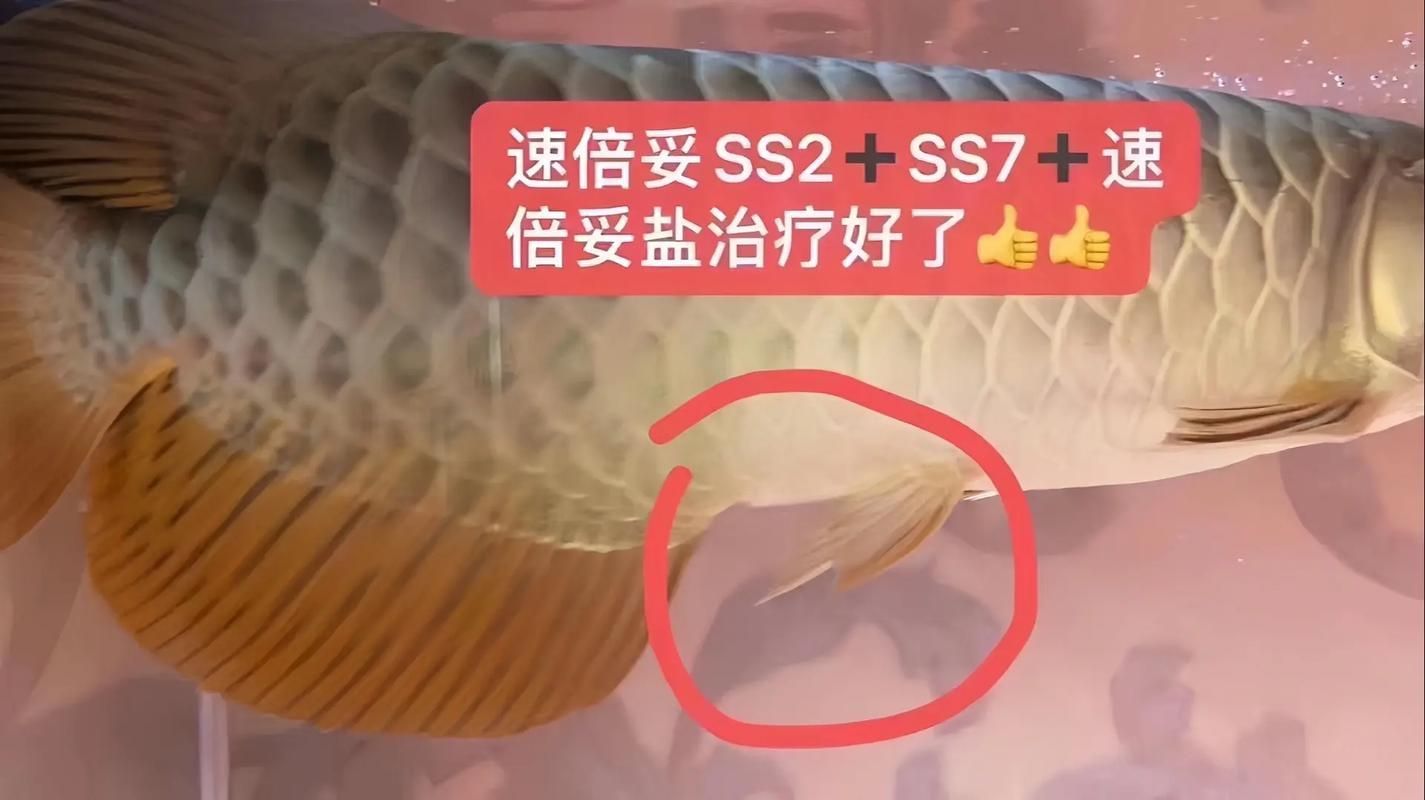 如何預防金龍魚腸炎？（如何科學預防金龍魚腸炎）