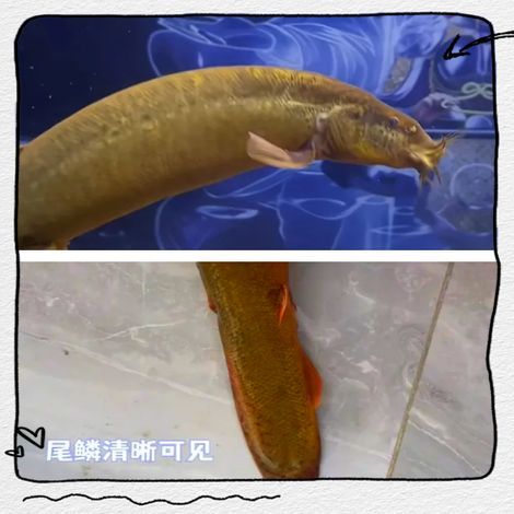 有哪些視頻教程演示如何正確喂食龍魚？（富媒體喂養龍魚技術）