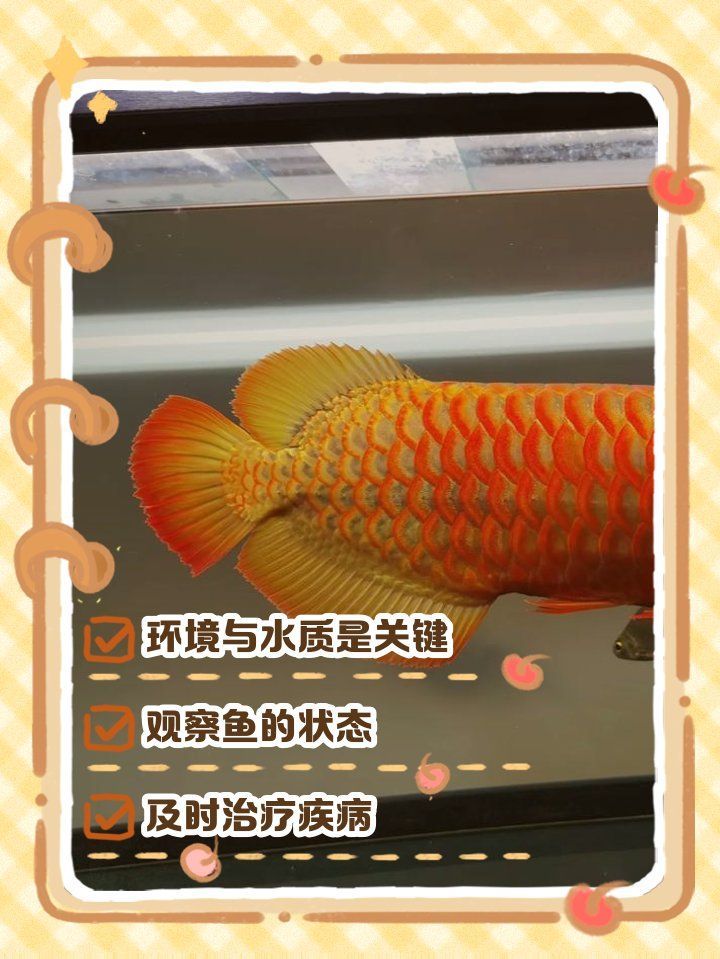 紅龍魚不吃飼料，可能是什么原因？（紅龍魚一個月不吃食怎么辦，紅龍魚拒食應對方法）