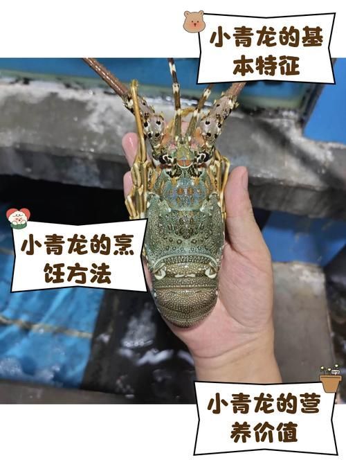 青龍魚和澳龍有哪些相似之處？（青龍魚和澳洲龍蝦的相似之處（scleropagesformosus））