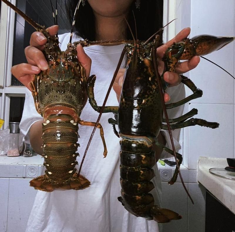 青龍魚和澳龍有哪些相似之處？（青龍魚和澳洲龍蝦的相似之處（scleropagesformosus））