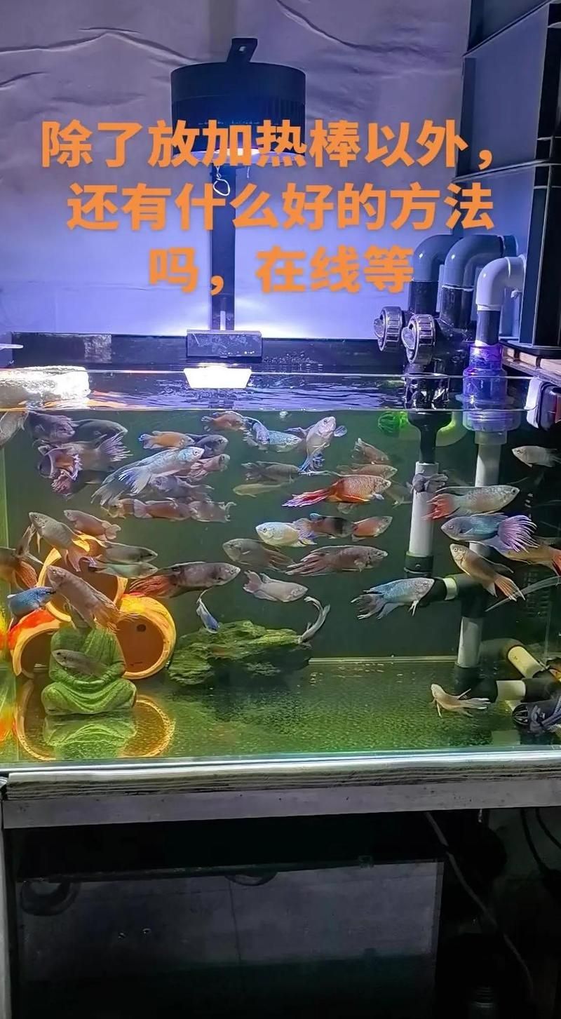 如何維持龍魚缸的穩(wěn)定溫度？（如何維持龍魚缸的穩(wěn)定溫度）