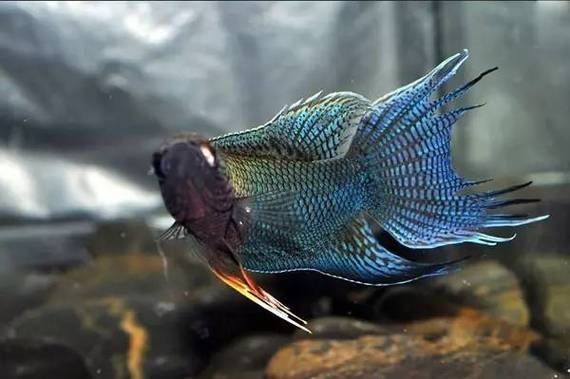 沙龍魚有哪些攻擊方式？（沙龍魚的攻擊方式）