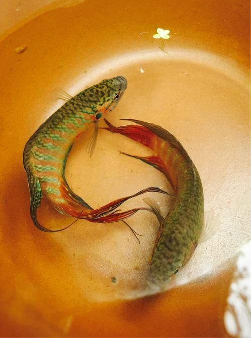 沙龍魚有哪些攻擊方式？（沙龍魚的攻擊方式）