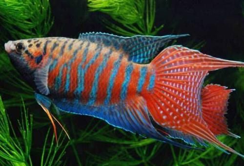 沙龍魚有哪些攻擊方式？（沙龍魚的攻擊方式）