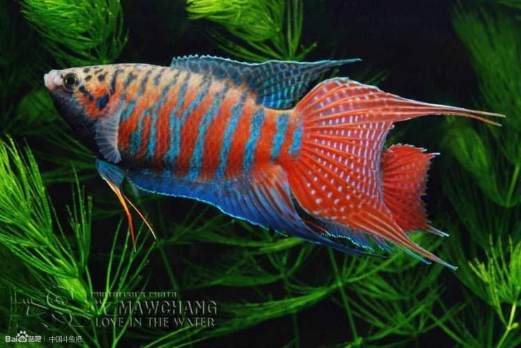沙龍魚有哪些攻擊方式？（沙龍魚的攻擊方式）