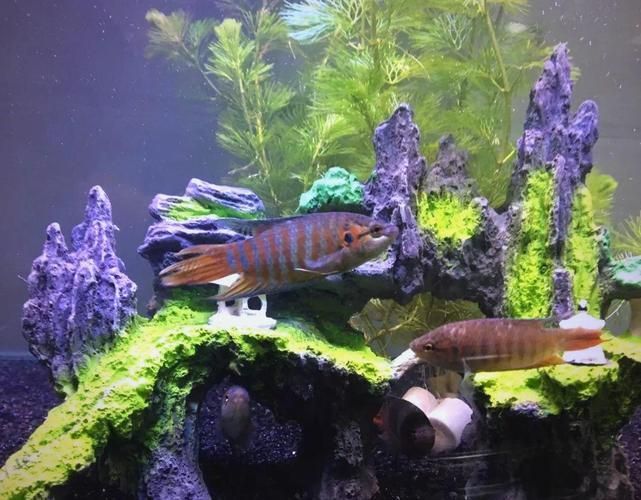 沙龍魚有哪些攻擊方式？（沙龍魚的攻擊方式）