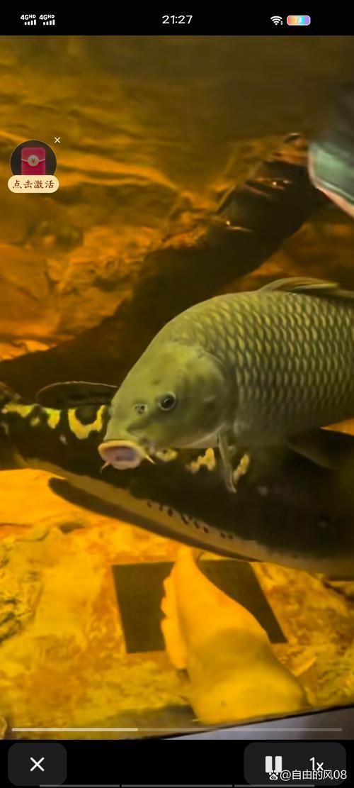 沙龍魚有哪些攻擊方式？（沙龍魚的攻擊方式）