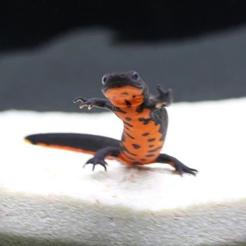 東方小火龍魚的價格是多少？（東方小火龍魚多少錢一條？）