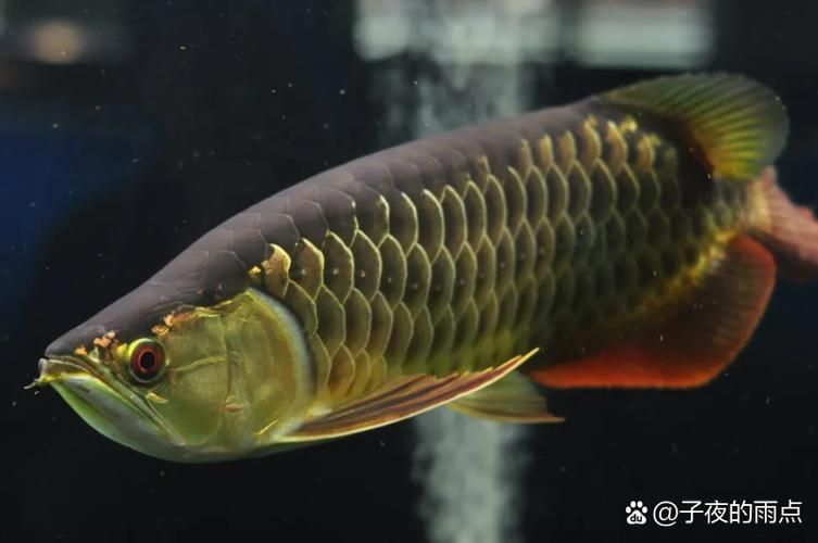 高背金龍魚有哪些顏色變種？（如何區(qū)分高背金龍魚和其他品種？）