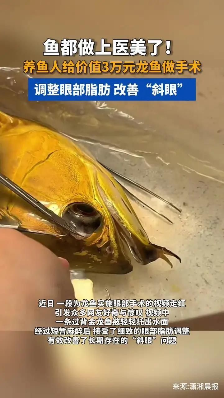 如何區分城口龍魚與其他龍魚，城口龍魚品種對比圖譜，讓你一眼看懂“城口龍魚”與其他龍魚