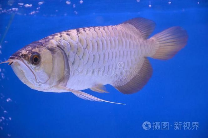 鹽田龍魚的營養(yǎng)價值（鹽田龍魚的營養(yǎng)價值豐富，鹽田龍魚的營養(yǎng)價值及食用禁忌）