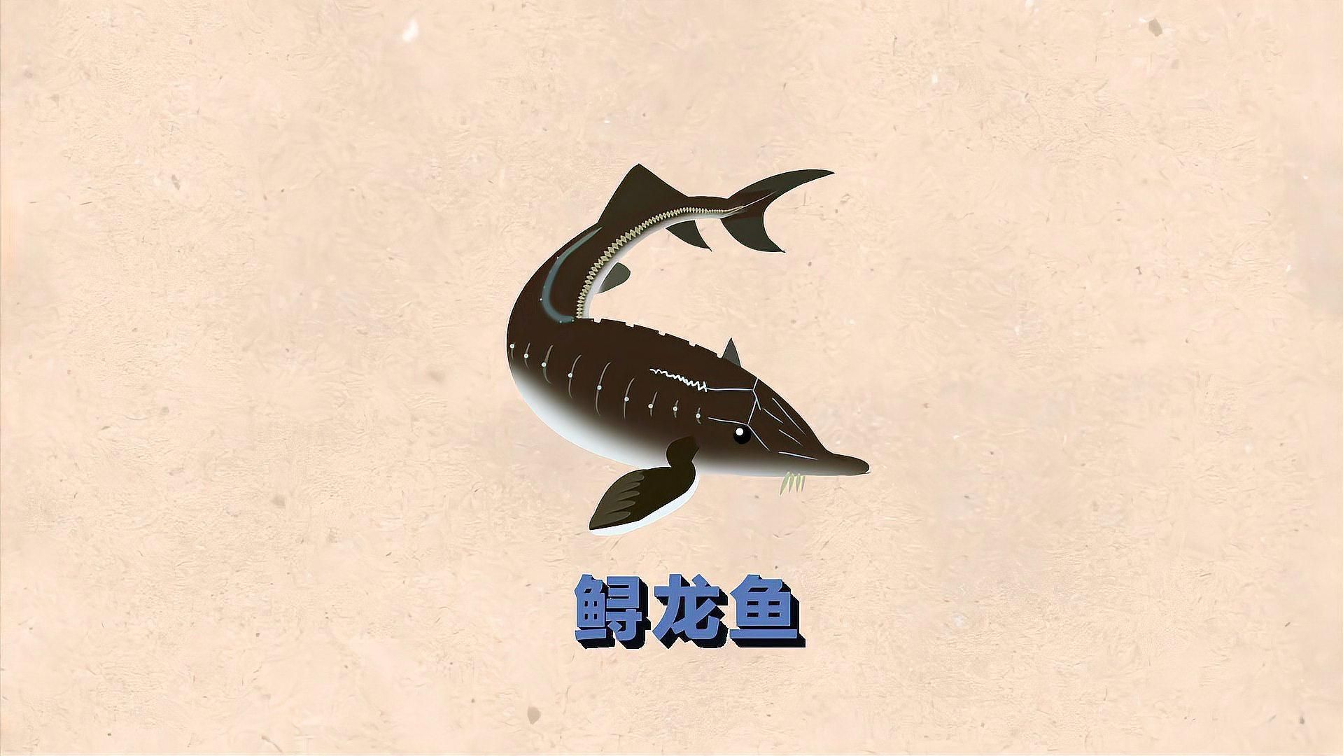 有哪些常見的鱘龍魚觀賞品種？（常見的鱘龍魚觀賞品種主要包括施氏鱘、中華鱘、匙吻鱘）