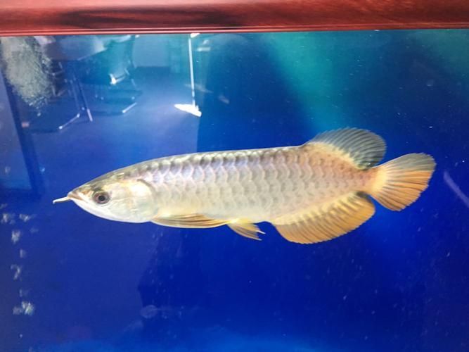 如何辨別立達龍魚的真偽？（如何辨別立達龍魚的真偽）
