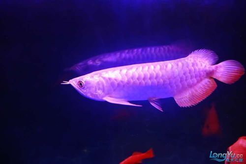 如何辨別立達龍魚的真偽？（如何辨別立達龍魚的真偽）