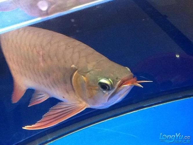 龍魚病的十大癥狀（龍魚病的十大典型癥狀）