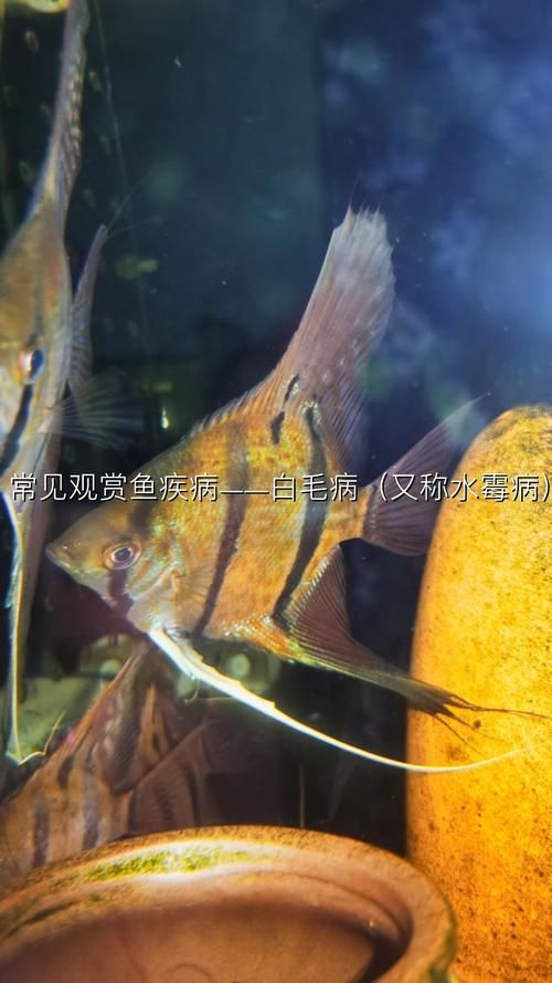 賽級紅龍魚病有哪些癥狀？（賽級紅龍魚疾病癥狀分析）