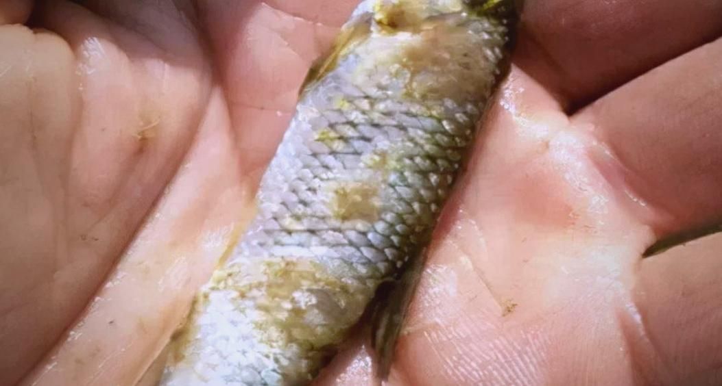 賽級紅龍魚病有哪些癥狀？（賽級紅龍魚疾病癥狀分析）