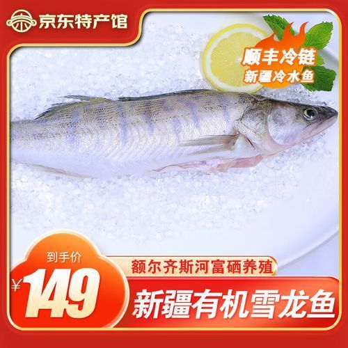 如何區(qū)分新疆雪龍魚和別種魚？（如何區(qū)分新疆雪龍魚）