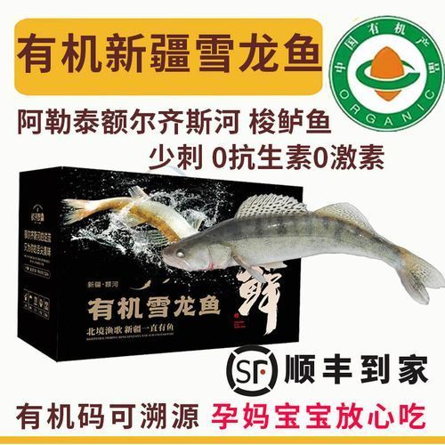 如何區(qū)分新疆雪龍魚和別種魚？（如何區(qū)分新疆雪龍魚）