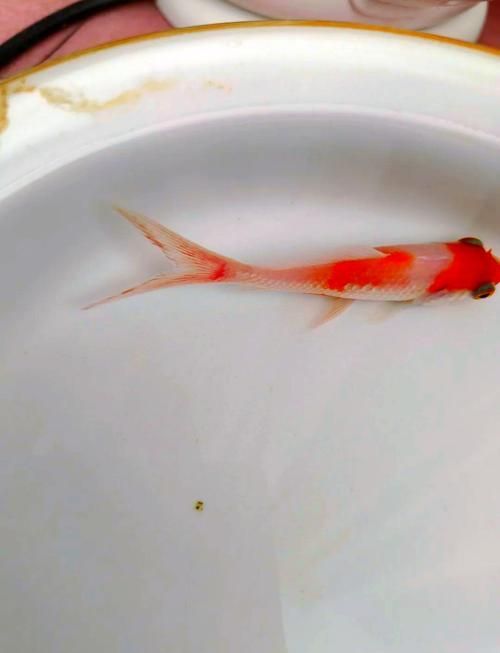 能否提供更多金魚根部充血的圖片（金魚根部充血會自愈嗎）