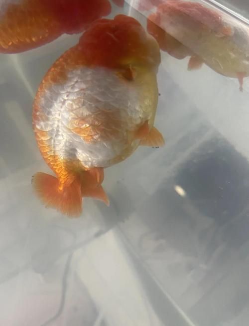 能否提供更多金魚根部充血的圖片（金魚根部充血會自愈嗎）
