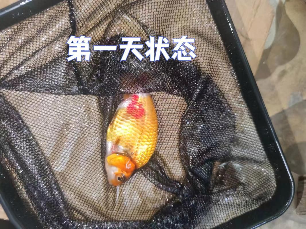 能否提供更多金魚根部充血的圖片（金魚根部充血會自愈嗎）